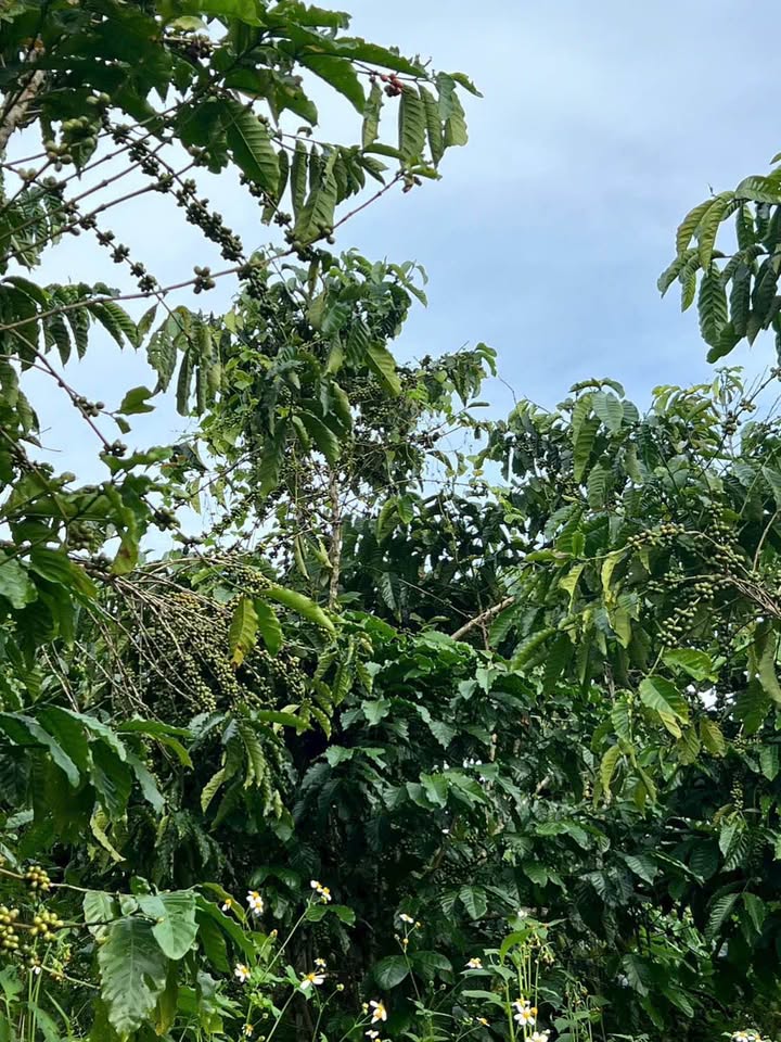 Đất nền 8000m² tại Thôn 2, Lộc Ngãi, Bảo Lâm - Giá chỉ 700 triệu VND!