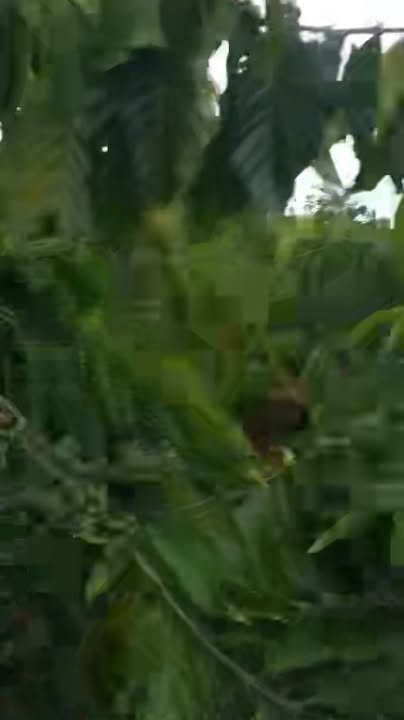 Đất thổ cư Tân Thanh, Lâm Hà 4200m² giá chỉ 2.5 tỷ - Đường bê tông rộng rãi!