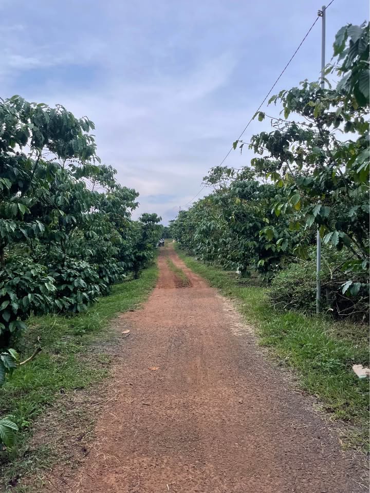 Đất nền thổ cư Lộc Ngãi 3700m² giá chỉ 2.3 tỷ - Sổ đỏ chính chủ!