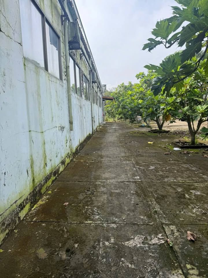 Nhà xưởng mặt tiền Quốc Lộ 62, Thạnh Hóa, Long An - Diện tích 17.260m², giá 55 tỷ - Cơ hội đầu tư hấp dẫn!