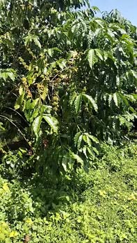 Đất nền 1,1ha tại xã Tân Lâm, huyện Di Linh - Giá chỉ 4,2 tỷ - Cơ hội đầu tư hấp dẫn!