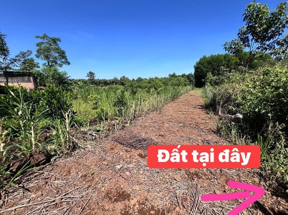 Đất nền Ấp 7 Phú Tân 3600m² giá chỉ 285 triệu - Cơ hội đầu tư tuyệt vời!