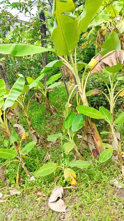 Đất 2 mặt tiền ấp Long Thới, Châu Thành, Tiền Giang 910m² - Cơ hội đầu tư tuyệt vời!