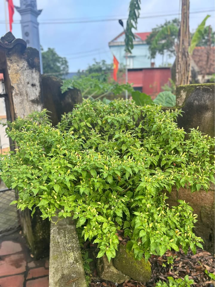 Nhà riêng Liên Ninh, Thanh Trì 90m² giá 6 tỷ - Chính chủ bán gấp!