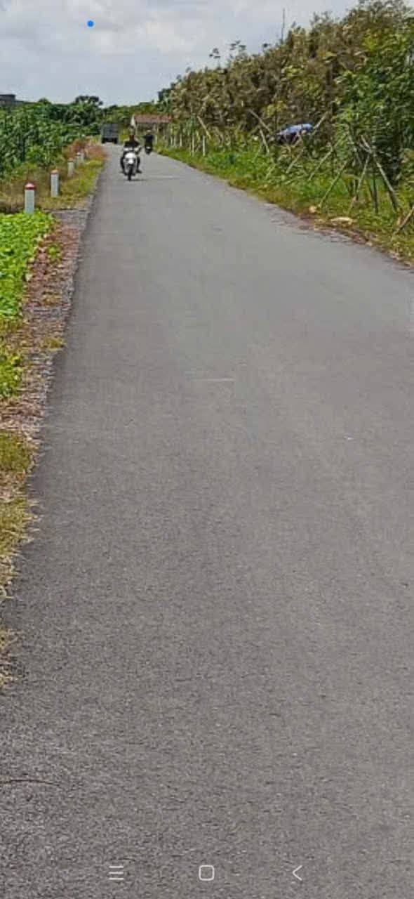 Farm 16 công vườn mít Indo tại Định Thành, An Giang - Giá chỉ 6.48 tỷ!