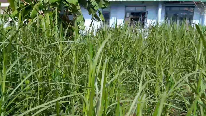 Đất nền Phước Cát 2 992m² giá 936 triệu - Đầu tư sinh lời hấp dẫn!