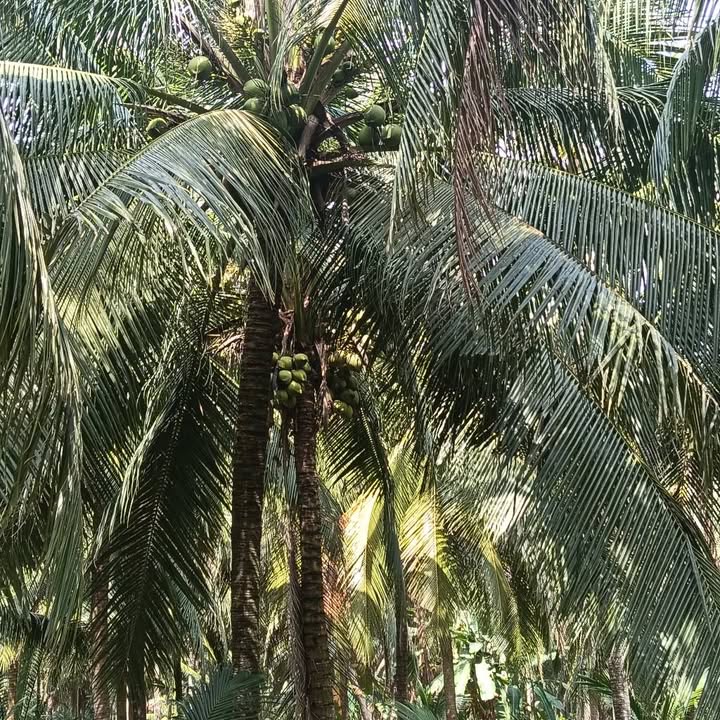 Đất vườn Hưng Nhượng Giồng Trôm 63000m² giá 3.024 tỷ - Đầu tư sinh lời ngay!