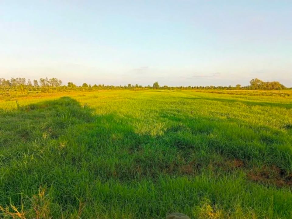 Đất ruộng xã Phước Ngãi, Ba Tri, Bến Tre 5800m² giá 928.8 triệu - Đầu tư sinh lời ngay!