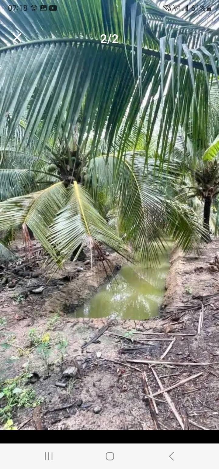 Đất vườn dừa 2000m² tại Long Hòa, Bến Tre - Chỉ 700 triệu!