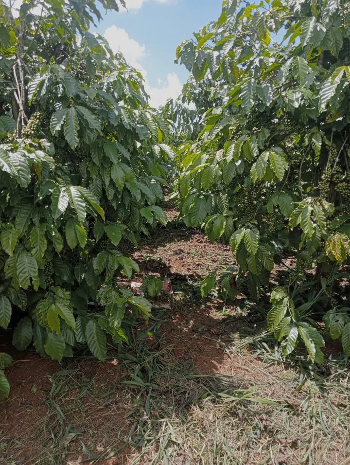 Đất nền tại Tân Hội, Đức Trọng 10,800m² giá 2 tỷ - Đầu tư sinh lời ngay!