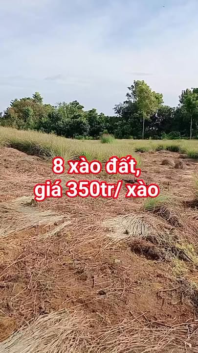 Đất nền 8 xào xã Phú Hòa, Định Quán chỉ 2.8 tỷ - Gần đường nhựa, thích hợp trồng cây ăn trái!