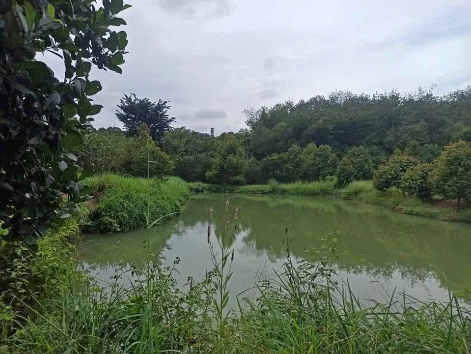 Đất vườn Tân Phước, Tân Phú 1000m² giá 267 triệu - Cơ hội đầu tư sinh lời!