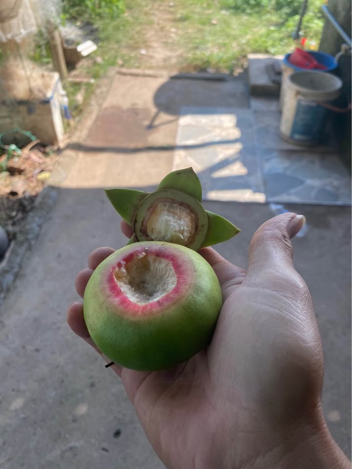 Bán FrontHouse Đông Hải 2, Hải Phòng 72m² giá chỉ 3 tỷ - Tặng nhà C4!