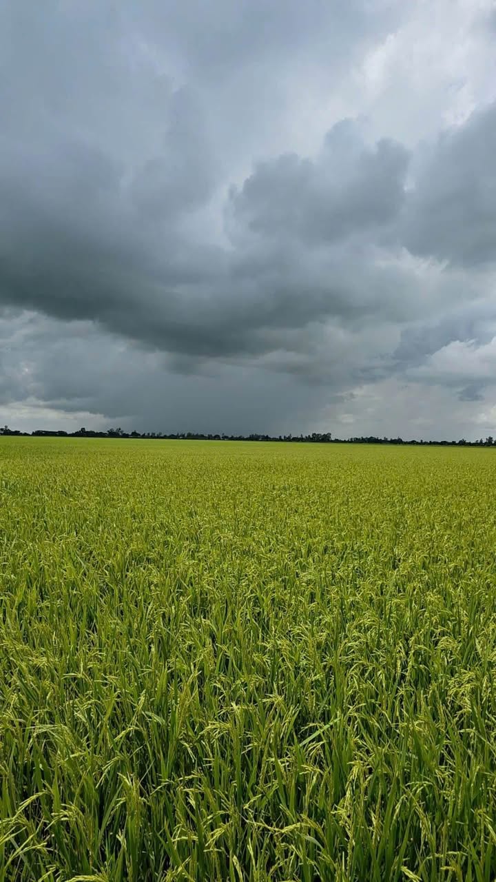 Đất nông nghiệp Cần Đăng An Giang 130.000m² giá 1.6 tỷ - Mặt tiền kênh 40m