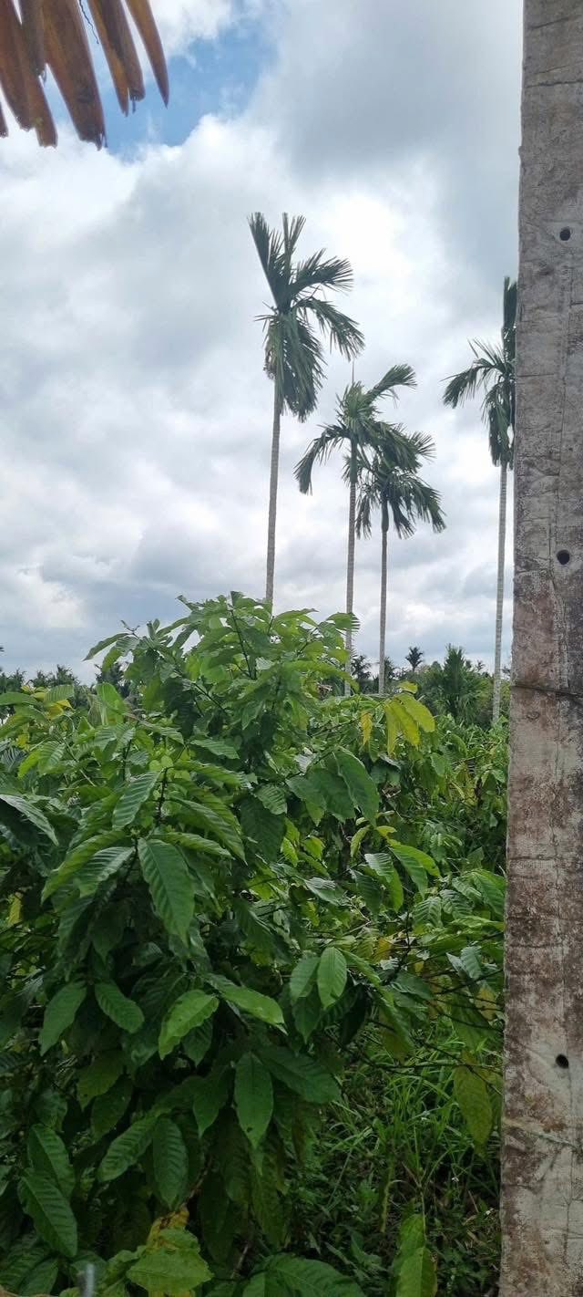 Đất nền xã Ea Blang Buôn Hồ 832m² giá chỉ 95 triệu - Cơ hội vàng đầu tư!