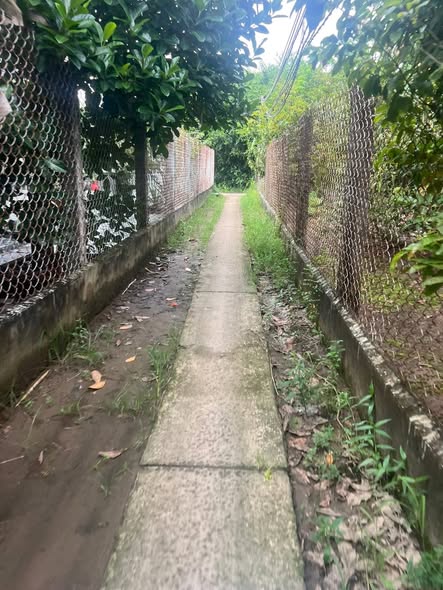 Đất vườn dừa 4,1 công tại xã Định Trung, Bình Đại - Giá chỉ 966 triệu!