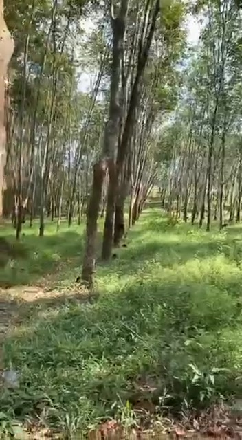 Đất nông nghiệp Nghĩa Lâm 35.000m² giá thỏa thuận - Địa hình bằng phẳng, phù hợp làm trang trại!