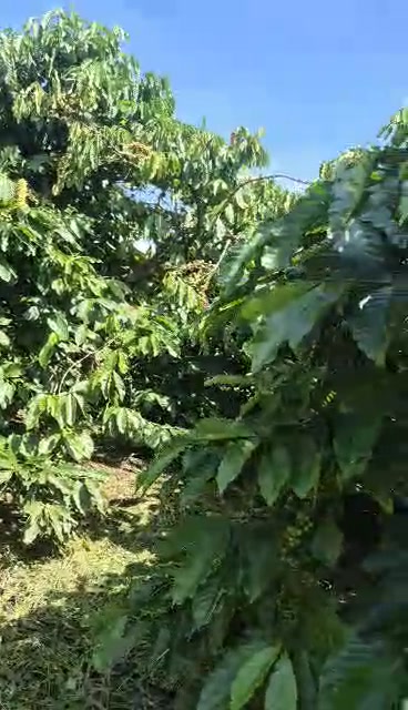 Đất nền Phúc Thọ 9.400m² giá 3.1 tỷ - Sổ đỏ chính chủ, mặt tiền đường bê tông!