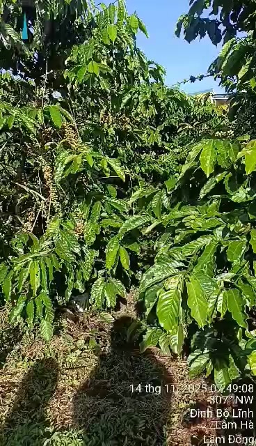 Đất nền Tân Hà Lâm Hà 2000m² giá 1.45 tỷ - Đường bê tông thông thoáng!