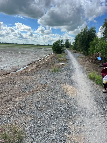 Đất ruộng 24 công tại xã Nhơn Ninh, Tân Thạnh, Long An - Đầu tư sinh lời ngay!