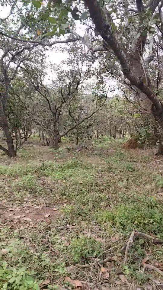 Đất nền xã La O, huyện Ia Grai, Gia Lai 3.5ha giá 650 triệu - Pháp lý linh hoạt!