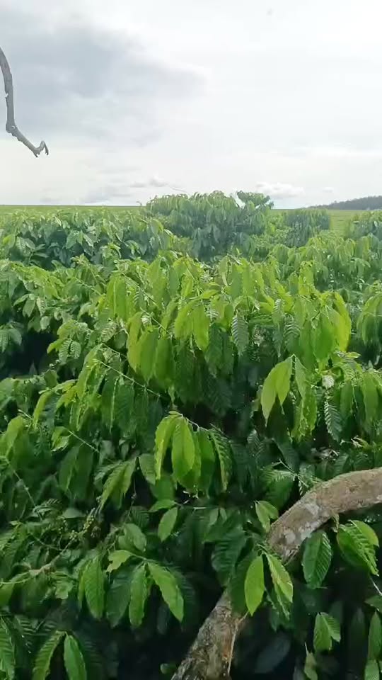 Đất nền 5 sào tại xã Ia Chia, Gia Lai - Giá thỏa thuận, đầu tư sinh lời!