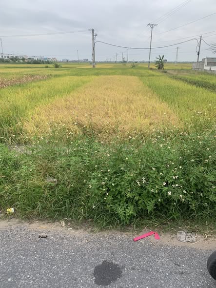 Đất nền 100m² thôn Tiến Lợi, xã Nam Cường - Giá chỉ 1.5 tỷ, thương lượng nhẹ!