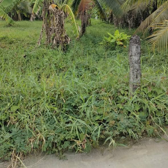 Đất thổ cư 2 mặt tiền xã Đồng Sơn Gò Công 1160m² giá 1.1 tỷ - Đầu tư sinh lời ngay!