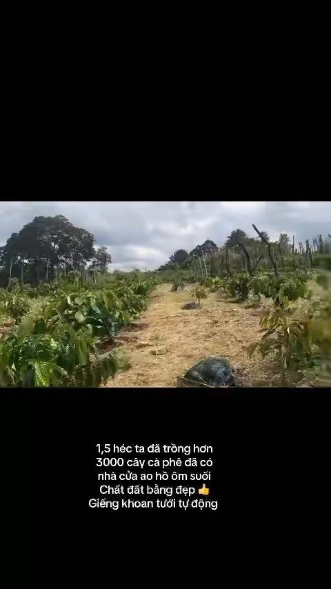 Farm 15.150m² tại Xã Cư Mốt, Đắk Lắk - Giá chỉ 2.045 tỷ, Bán nhanh trong tuần!