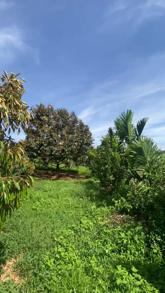 Farm 4.000m² tại Thôn Tân Lập, Hòa Đông - Giá 2.5 tỷ, thu nhập từ sầu riêng!