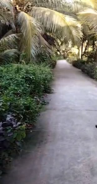 Đất vườn dừa Sơn Phú Giồng Trôm 1016.5m² giá 1 tỷ - Cơ hội đầu tư tuyệt vời!