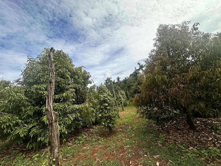 Đất nền Ea H'đinh 705m² giá 550 triệu - Cơ hội đầu tư sinh lời!