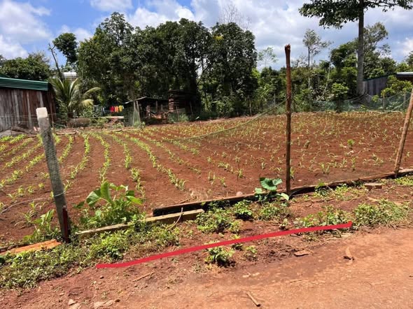 Đất thổ cư Ea Drơng, Cư M'gar 115m² giá 300 triệu - Cơ hội vàng đầu tư!