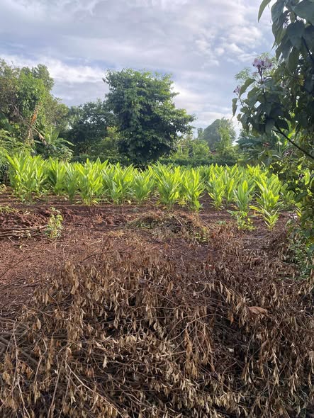 Đất nền xã Cư M'gar 210m² giá 410 triệu - Cơ hội đầu tư hấp dẫn!