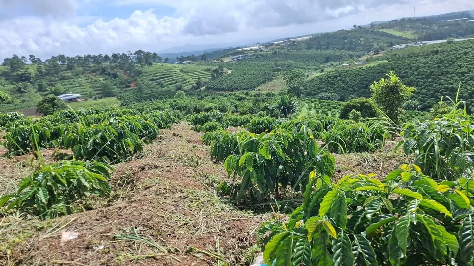 Đất nông nghiệp 3.6 sào tại Lâm Hà - Giá chỉ 1.1 tỷ VND - Sổ đỏ đầy đủ