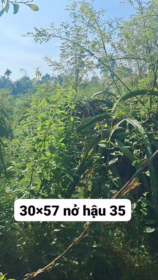 Đất nền 1993m² xã Long Bình Điền, Chợ Gạo - Giá chỉ 950 triệu VND!