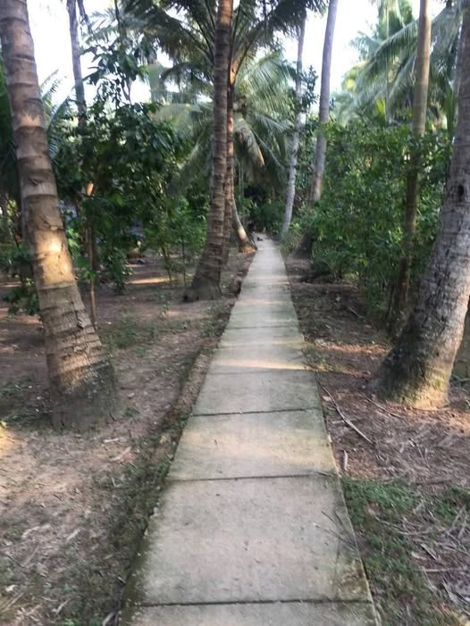 Đất vườn dừa Tân Thành Bình 4534m² giá 650 triệu - Đầu tư sinh lời ngay!