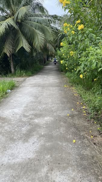 Đất nền Phú Hưng Bến Tre 535m² giá 650 triệu - Sổ đỏ chính chủ!