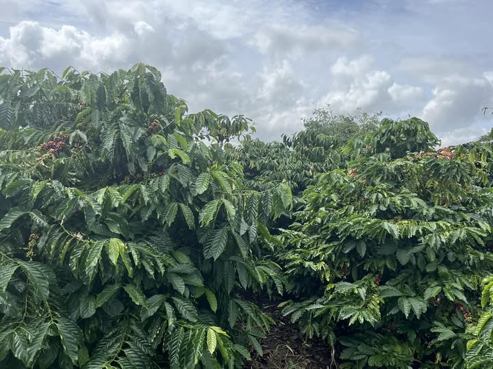 Đất nền Hoài Đức Lâm Hà 12000m² giá 5.5 tỷ - Chính chủ bán gấp!