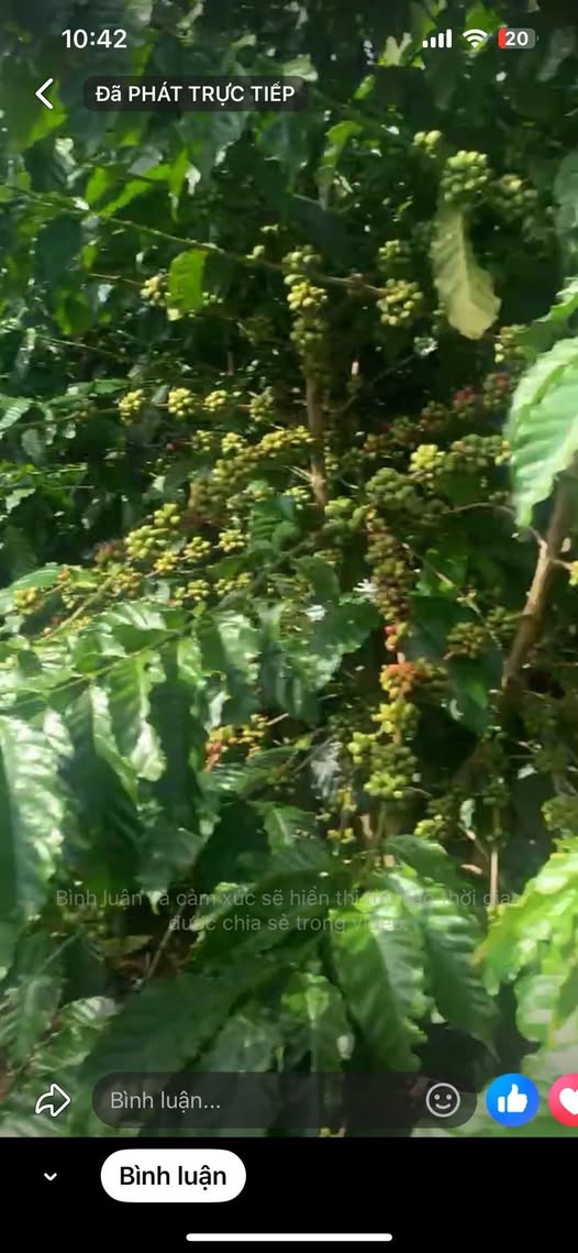 Đất nền Lộc Đức Bảo Lâm 50000m² giá 2.97 tỷ - Đầu tư sinh lời ngay!