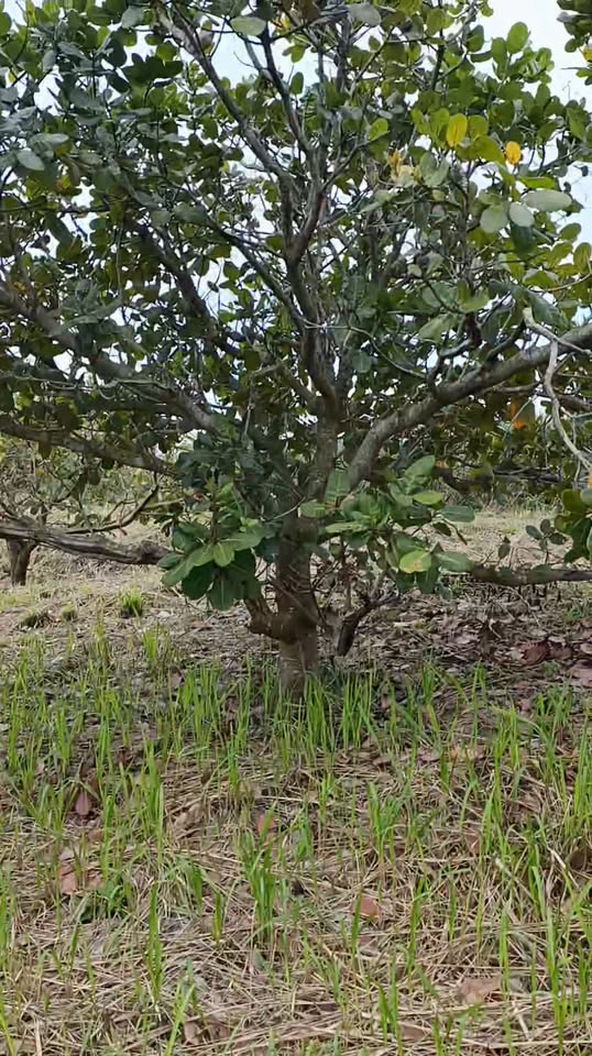 Đất nền 1.5ha tại Đắk Wil, Cư Jút - Giá chỉ 500 triệu VND - Đầu tư sinh lời hấp dẫn!