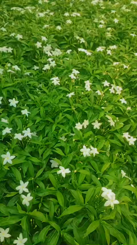 Đất nền Bông Trang, Xuyên Mộc, 13125m² - Gần biển, đầu tư sinh lời!