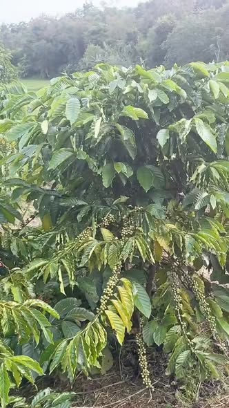 Đất vườn Quảng Phú Cư M'gar 5200m² giá 1 tỷ - Tiềm năng đầu tư cao!