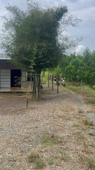 Đất thổ cư Xuân Thành Đồng Nai 10.000m² giá chỉ 1xx triệu - Sổ đỏ chính chủ!