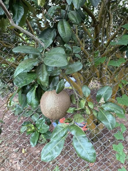 Đất vườn Suối Hiệp, Diên Khánh 1400m² giá 1.4 tỷ - Cơ hội đầu tư tuyệt vời!