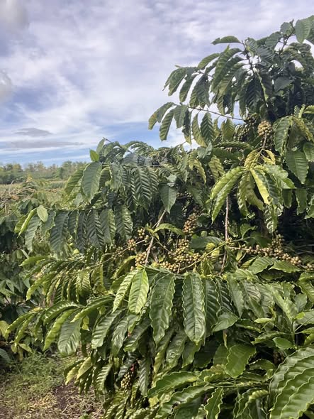 Đất nền 7 sào tại Ea M'Droh, Cư M'gar giá chỉ 1.65 tỷ - Sổ đỏ chính chủ, điện nước đầy đủ!