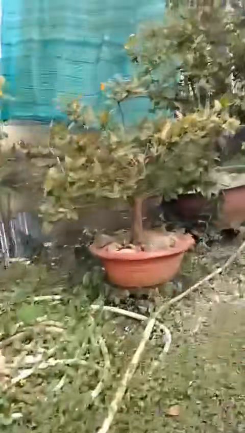 Đất nền chính chủ 125m² - Phường Ngã Bảy, Cần Thơ - Giá chỉ 500 triệu!