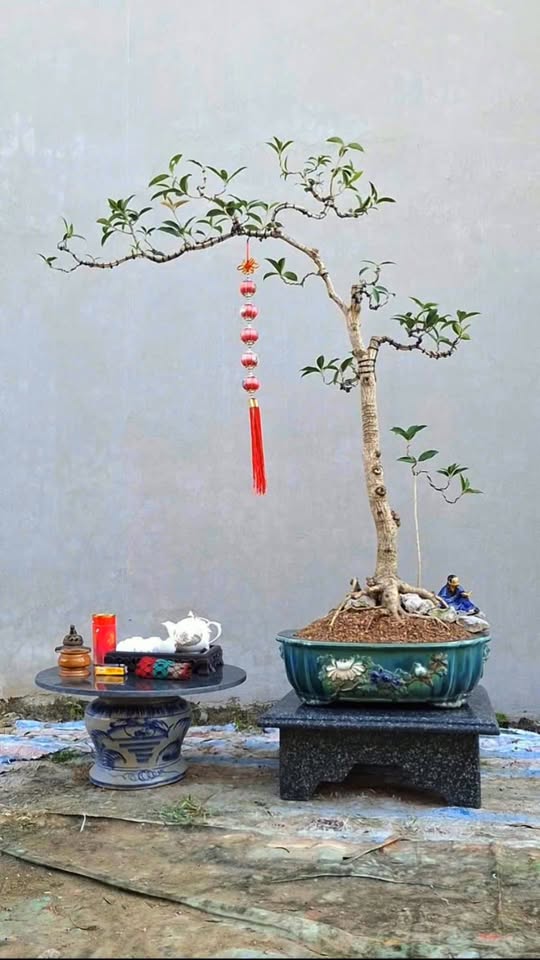 Đất đấu giá Phố Dược, Dương Nội 59m² giá thỏa thuận - Đầu tư sinh lời ngay!