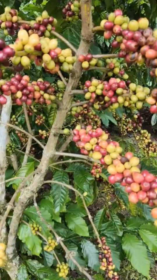 Đất thổ cư 6,7 sào Lộc An Bảo Lâm 2,8 tỷ - Giá thương lượng nhẹ!