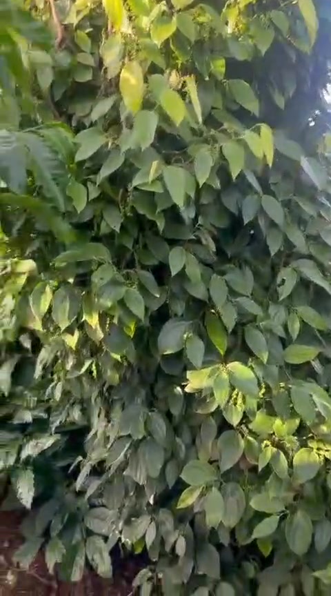 Đất nông nghiệp 1ha tại Ea Khal, Đắk Lắk - Giá 1.85 tỷ, thu hoạch cà phê ngay!